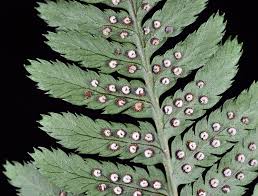 Image result for Dryopteris