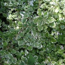 Image result for Cassinopsis ilicifolia