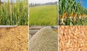 ভুট্টা গম ভূষি পাইকারি বাজার | Facebook