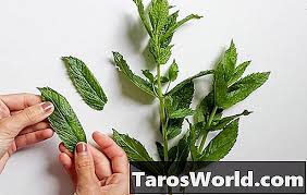 Tanaman daun pudina (mentha arvensis) merupakan sejenis tumbuhan herba yang sering digunakan dalam banyak resepi masakan dan juga diproses untuk dijadikan pelbagai produk kesihatan dan kecantikan. Cara Membuat Daun Mint Minyak Candied Tips 2021