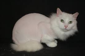 Other sources say this story is a hoax and that the owner did this. What Is A Lion Cut Cat Naps Cattery