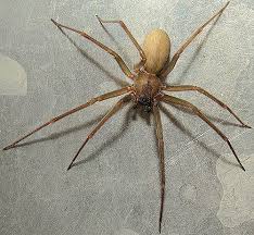 Black And Yellow Spider Texas Poisonous Brown Recluse Spiders Deadly And Aggressive Brown Recluse Spider Recluse Spider Spider Infestation