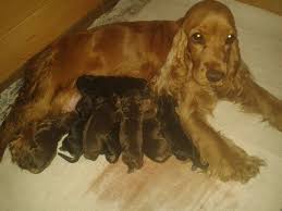 Cockers Anglais Pur Unicolore Chocolat Et Noir Et Feu Cocker Cocker Anglais Cocker Spaniel Anglais