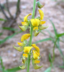 Image result for Crotalaria andromedifolia