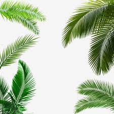 Folha De Palmeira Folha De Palmeira Clipart Folha Clipart Imagem Png E Psd Para Download Gratuito Palm Tree Leaves Cartoon Palm Tree Palm Background
