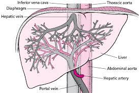 The 3 types of blood vessels are: Overview Of Blood Vessel Disorders Of The Liver Liver And Gallbladder Disorders Msd Manual Consumer Version