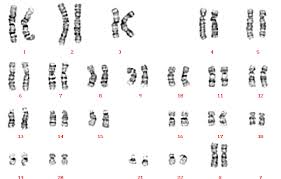 A Karyotype Of A Normal Female 46 Xx Reproduced Courtesy