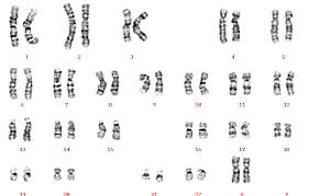 a karyotype of a normal female 46 xx reproduced courtesy