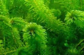 Image result for Elodea