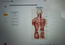Need to brush up your knowledge of head and neck anatomy? Solved Correctly Label The Muscles Of The Neck Back And G Chegg Com