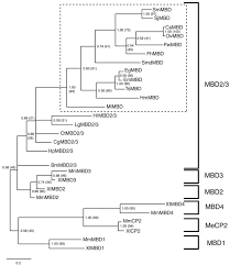 Download this template using the above button. Cytosine Methylation Is A Conserved Epigenetic Feature Found Throughout The Phylum Platyhelminthes Bmc Genomics Full Text