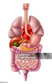 Image result for internal organs