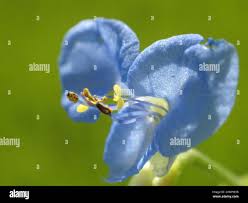 Image result for Commelina