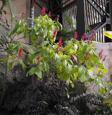 Image result for Megalochlamys