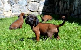 Image result for bavorský barvář