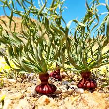 Image result for Gethyllis