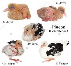 Black And White Pigeon Name Baby Pigeons Nicefarming Com Baby Pigeon Pet Pigeon Pigeon Bird