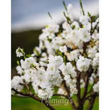 Image result for Prunus persica
