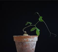 Image result for Cyphostemma adenocaule