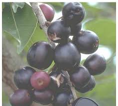 Image result for Landolphia congolensis