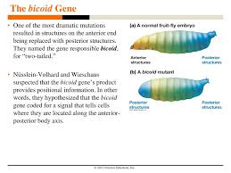 Ppt Ch 22 Introduction Powerpoint Presentation Free Download Id 6071439