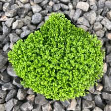 Image result for Selaginella perpusilla