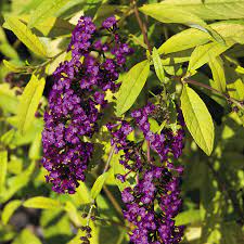 Evil Ways Butterfly Bush Plants Variegated Plants Foliage Plants