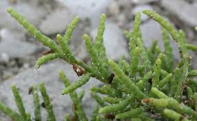 Image result for Salicornia pachystachya