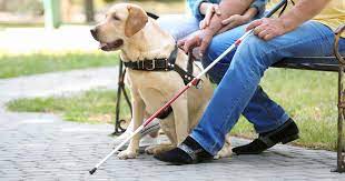 The Many Ways That Dogs Assist People Diamond Pet Foods
