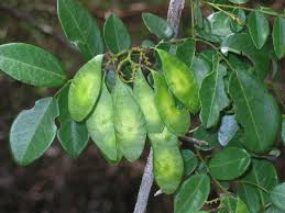 Image result for Dalbergia bracteolata