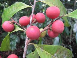 Image result for Pouteria altissima