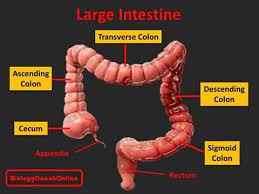Last Week S Mysteryanatomy Structure Was The Large Intestine The Large Intestine Is Located In The Abdminopelvic Cavity Just Below The Stomach And Liver