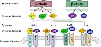 29 'ecke' wu xue ying. Frontiers Il 35 A Novel Immunomodulator In Hepatitis B Virus Related Liver Diseases Cell And Developmental Biology