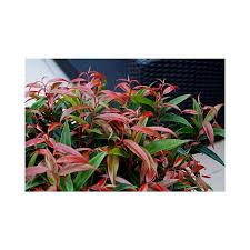Maybe you would like to learn more about one of these? Leucothoe Keiskei Burning Love Plants Thompson Morgan