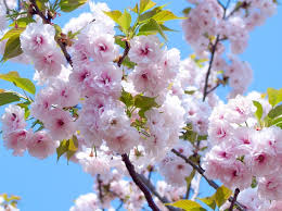 .foto selfie di jembatan saat bunga sakura mekar di atas sungai meguro di tokyo, minggu mengekang penyebaran virus corona berjalan di bawah pohon bunga sakura di tokyo, minggu. 8 Fakta Menarik Tentang Bunga Sakura
