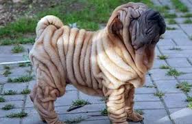 Here's a quick picture guide of the top small, medium, and big fluffy dog breeds, along with some breed info to help you get started with your perfect fuzzy companion. Fat Dog Breeds