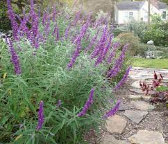 Growing Mexican Bush Sage Triangle Gardener Magazine Mexican Sage Mexican Sage Bush Landscaping Plants