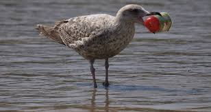 البلاستيك خطر يهدد الحياة البحرية منشور