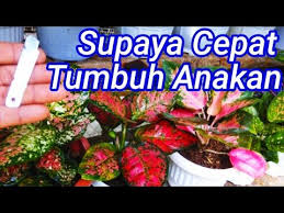Tips Merawat Aglaonema Agar Tumbuh Subur Cepat Beranak Youtube Kesuburan Tanaman Pot Tips