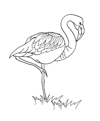 Shasta daisy coloring page, botanical coloring page pdf, coloring page flowers, coloring pages for adults, garden coloring page. Flamingo Coloring Pages 100 Printable Coloring Pages