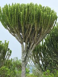 Image result for Euphorbia ingens