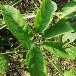 Image result for Cissus aralioides