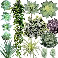 Check spelling or type a new query. Amazon Com Supla Pack Of 14 Artificial Fake Succulent Plants Bulk Unpotted Faux String Of Pearls Echeveria Stems Succulent Picks In Flocked Green In Different Type Different Size For Floral Arrangement Home