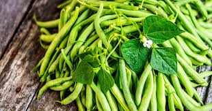How to plant green beans in your garden. How To Plant And Grow Green Beans Gardener S Path