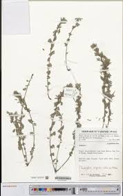 Image result for Indigofera congesta