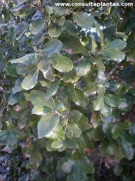 Image result for Beilschmiedia michelsonii