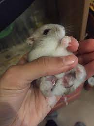 You want to take your hamster to an exotics vet who will make a diagnosis based on his exam, the pattern and location of the hair loss and the severety of the hair loss. Hi I Need Some Advice I Noticed Some Hair Loss Around My Hamster S Legs It S Not Visible But The Area Has Gotten Bigger Lately What Should I Do Hamsters