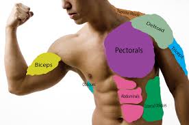 Muscles are groups of cells in the body that have the ability to contract and relax. The Names Of The Muscles In The Back And Front Of The Upper Body L3 Animation And Game Design Year 1