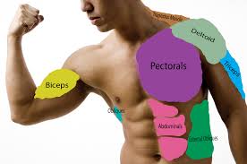 A diagram of the main parts of the skeletal system. The Names Of The Muscles In The Back And Front Of The Upper Body L3 Animation And Game Design Year 1