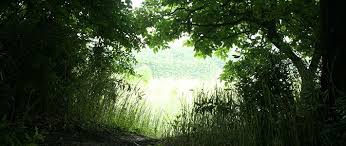 ‫غابة‬‎ ile ilgili görsel sonucu